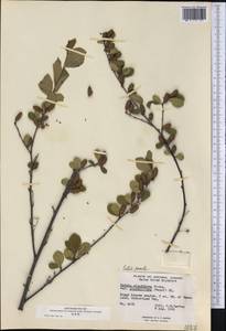 Betula pumila L., Америка (AMER) (Канада)