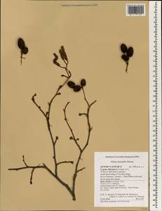 Alnus orientalis Decne., Зарубежная Азия (ASIA) (Кипр)