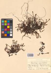 Камнеломка супротивнолистная L., Восточная Европа, Северный район (E1) (Россия)
