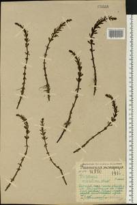 Хвостник четырехлистный L. fil., Восточная Европа, Северный район (E1) (Россия)