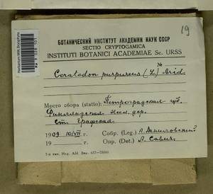 Ceratodon purpureus (Hedw.) Brid., Гербарий мохообразных, Мхи - Карелия, Ленинградская и Мурманская области (B4) (Россия)