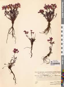 Мытник прелестный Adams ex Steven, Сибирь, Чукотка и Камчатка (S7) (Россия)