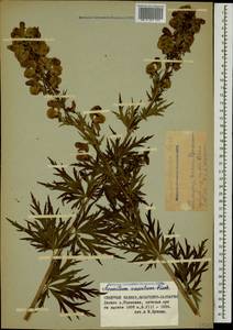 Aconitum variegatum subsp. nasutum (Fischer ex Rchb.) Götz, Кавказ, Ставропольский край, Карачаево-Черкесия, Кабардино-Балкария (K1b) (Россия)