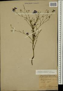 Delphinium consolida subsp. paniculatum (Host) N. Busch, Кавказ, Черноморское побережье (от Новороссийска до Адлера) (K3) (Россия)