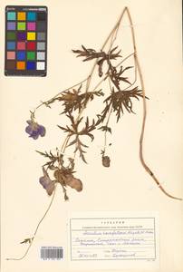 Aconitum karafutense subsp. karafutense, Сибирь, Дальний Восток (S6) (Россия)