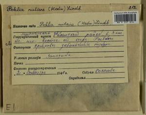 Pohlia nutans (Hedw.) Lindb., Гербарий мохообразных, Мхи - Карелия, Ленинградская и Мурманская области (B4) (Россия)