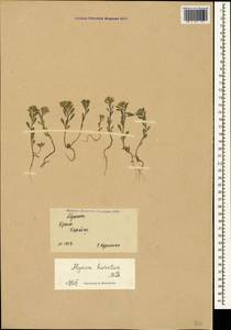 Бурачок шершавый M. Bieb., Крым (KRYM) (Россия)