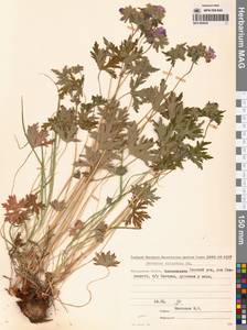 Герань волосистоцветковая DC., Сибирь, Чукотка и Камчатка (S7) (Россия)