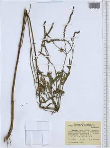 Verbena officinalis var. africana (R.Fern. & Verdc.) Munir, Африка (AFR) (Эфиопия)