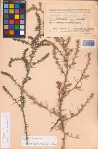 Солянка обыкновенная, Солянка сорная L., Восточная Европа, Нижневолжский район (E9) (Россия)