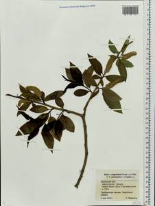 Salix ×meyeriana Rostk. ex Willd., Восточная Европа, Центральный район (E4) (Россия)