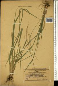 Achnatherum virescens (Trin.) Banfi, Galasso & Bartolucci, Кавказ, Азербайджан (K6) (Азербайджан)