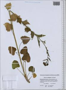 Jacobaea subalpina (W. D. J. Koch) Pelser & Veldkamp, Восточная Европа, Северный район (E1) (Россия)