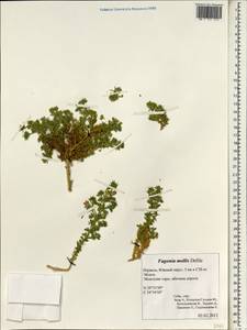 Fagonia mollis Del., Зарубежная Азия (ASIA) (Израиль)