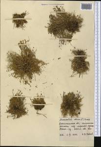 Минуарция весенняя, Средняя Азия и Казахстан, Северный и Центральный Тянь-Шань (M4) (Казахстан)