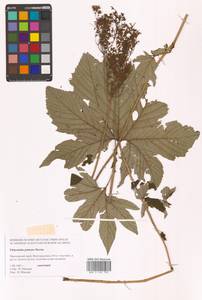 Filipendula digitata (Willd.) Bergmans, Сибирь, Дальний Восток (S6) (Россия)
