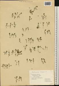 Lysimachia minima (L.) U. Manns & Anderb., Восточная Европа, Центральный район (E4) (Россия)