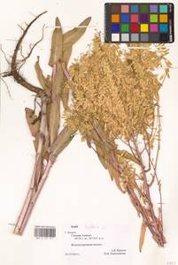 Вайда красильная L., Восточная Европа, Центральный район (E4) (Россия)