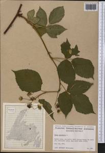 Ежевика канадская L., Америка (AMER) (Канада)