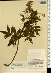 Cardamine kitaibelii Bech., Зарубежная Азия (ASIA) (КНР)