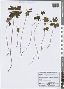 Лютик почти-северный (Tzvelev) Kuvaev, Сибирь, Центральная Сибирь (S3) (Россия)