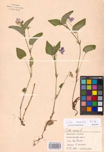 Фиалка Руппа All., Восточная Европа, Московская область и Москва (E4a) (Россия)