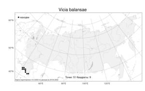 Vicia balansae, Горошек Баланзы Boiss., Атлас флоры России (FLORUS) (Россия)
