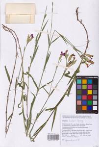 Гвоздика китайская L., Восточная Европа, Центральный лесостепной район (E6) (Россия)