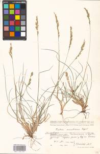 Овсяница макутринская Zapal., Восточная Европа, Московская область и Москва (E4a) (Россия)