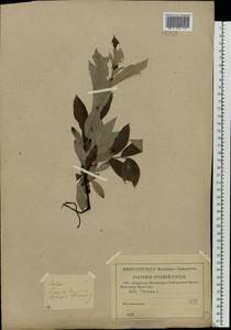 Ива лопарская L., Восточная Европа, Волжско-Камский район (E7) (Россия)