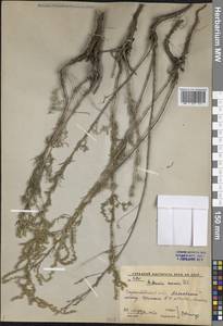 Полынь песчаная DC., Восточная Европа, Нижневолжский район (E9) (Россия)