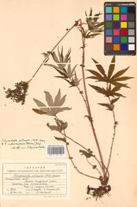 Filipendula digitata (Willd.) Bergmans, Сибирь, Дальний Восток (S6) (Россия)