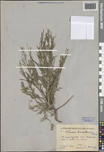 Parrya khorasanica (Rech.fil. & Aellen) D.A.German, Средняя Азия и Казахстан, Западный Тянь-Шань и Каратау (M3) (Узбекистан)