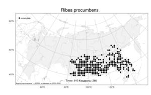 Ribes procumbens, Смородина лежачая Pall., Атлас флоры России (FLORUS) (Россия)