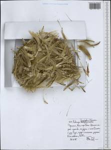 Echinops longisetus A. Rich., Африка (AFR) (Эфиопия)