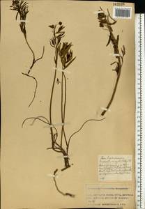 Молочай лозный, Молочай прутьевидный Waldst. & Kit., Восточная Европа, Московская область и Москва (E4a) (Россия)