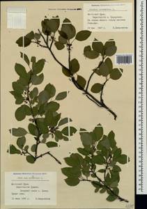 Жестер слабительный, Крушина слабительная L., Крым (KRYM) (Россия)