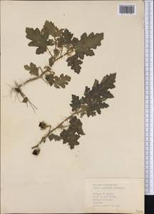 Solanum capsicoides All., Америка (AMER) (Куба)