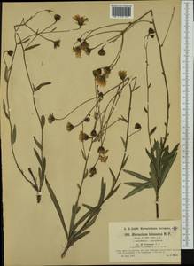 Hieracium leiocephalum Bartl. ex Griseb., Западная Европа (EUR) (Австрия)