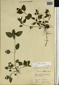 Черноголовка обыкновенная L., Восточная Европа, Восточный район (E10) (Россия)