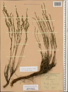 Seriphidium spicigerum (C. Koch) Poljak., Кавказ, Армения (K5) (Армения)