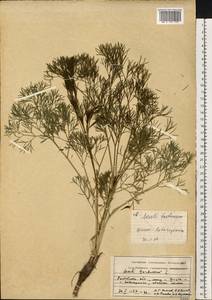 Жабрица извилистая L., Восточная Европа, Ростовская область (E12a) (Россия)