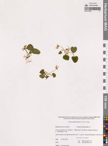 Viola epipsila subsp. repens (Turcz.) W.Becker, Сибирь, Чукотка и Камчатка (S7) (Россия)