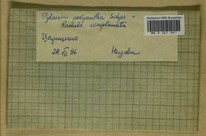 Radula complanata (L.) Dumort., Гербарий мохообразных, Мхи - Москва и Московская область (B6a) (Россия)