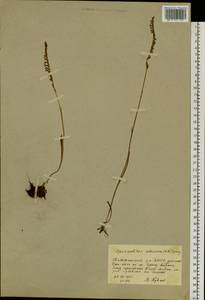 Spiranthes australis (R.Br.) Lindl., Сибирь, Якутия (S5) (Россия)