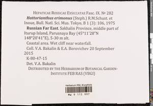 Hattorianthus erimonus (Steph.) R.M. Schust. & Inoue, Гербарий мохообразных, Мхи - Дальний Восток (без Чукотки и Камчатки) (B20) (Россия)