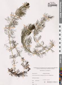 Уруть мутовчатая L., Сибирь, Чукотка и Камчатка (S7) (Россия)