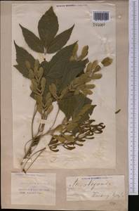 Клен ясенелистный, Клен американский L., Средняя Азия и Казахстан, Сырдарьинские пустыни и Кызылкумы (M7) (Узбекистан)