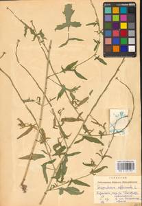Гулявник лекарственный (L.) Scop., Восточная Европа, Западно-Украинский район (E13) (Украина)