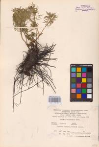 Горицвет волжский, Адонис волжский DC., Восточная Европа, Нижневолжский район (E9) (Россия)